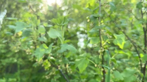 A young green leaf with leaf veining on a currant bush in spring. Stock Footage 319553288