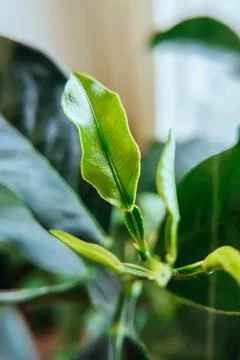 Young green leaf of lemon tree close-up. Growing plants at home, spring garde Stock Photos