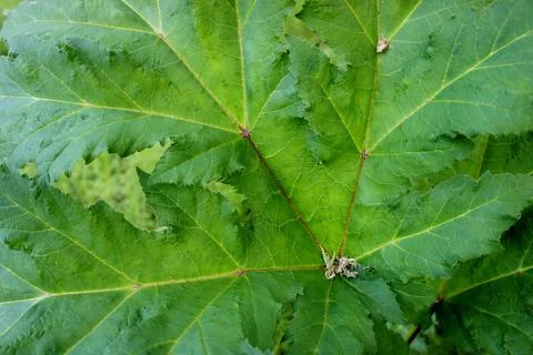 Young green leaf with patterns and veins Stock Photos