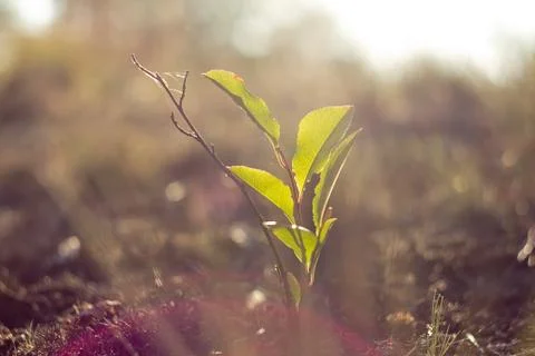 Young green leaf Stock Photos
