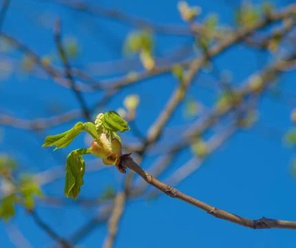 Young green leaf Stock Photos