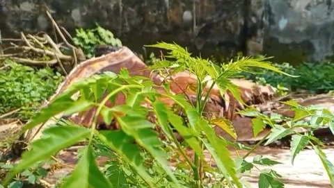 Young green leaf plants grow well. 库存影片 330093784