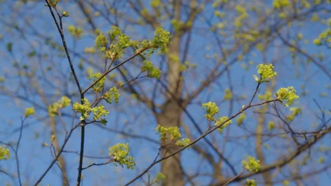 Young Green Leaf Sprouts on Tree Branches on blue sky in Spring Forest Stock Footage 127805131