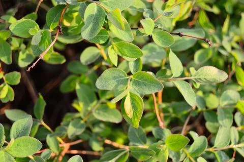 Young green leaf on the trees in the rays of the rising sun. Summer. Day. Stock Photos