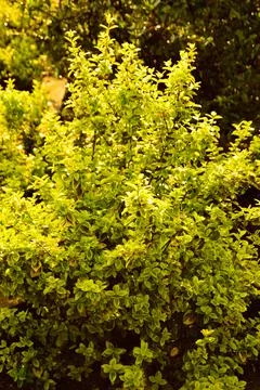 Young green leaf on the trees in the rays of the rising sun. Summer. Day. Stock Photos
