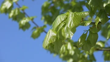 Young green leaflets close-up Stock Footage 85552685