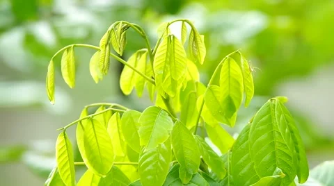 Young green leafs and wind Stock Footage 49092439