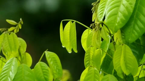 Young green leafs and wind Stock Footage 49092443