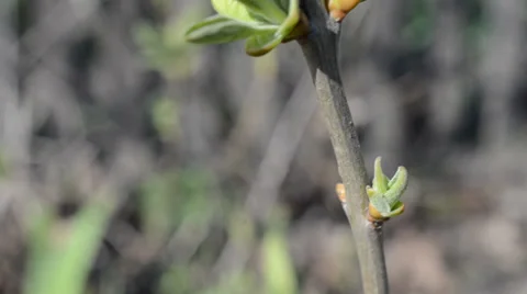 Young green leaves on the branch of tree Stock Footage 36763541