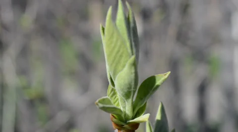 Young green leaves on the branch of tree Stock-Footage 36763560