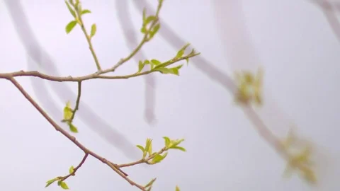 Young green leaves on the branches Stock Footage 75265047