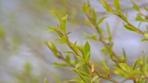 Young green leaves on the branches Video stock 75265129