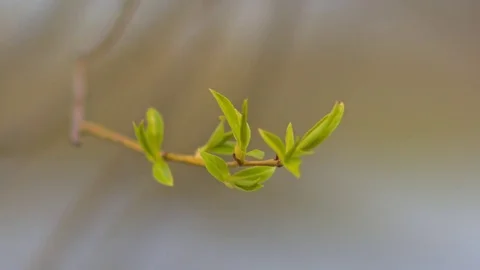 Young green leaves on the branches Video stock 75265250