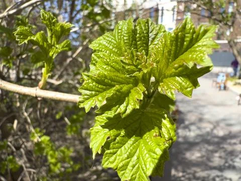 Young Green Leaves Budding on Tree Branch in Spring Sun Stock Photos