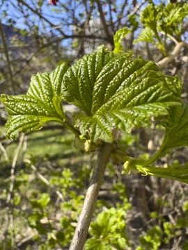 Young Green Leaves Budding on Tree Branch in Spring Sun Stock Photos