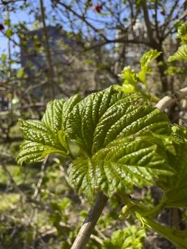 Young Green Leaves Budding on Tree Branch in Spring Sun Stock Photos