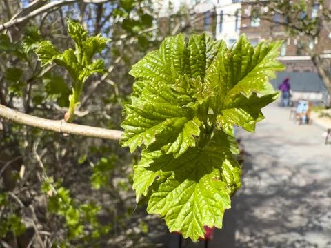 Young Green Leaves Budding on Tree Branch in Spring Sun Stock Photos