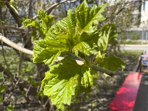 Young Green Leaves Budding on Tree Branch in Spring Sun Stock Photos
