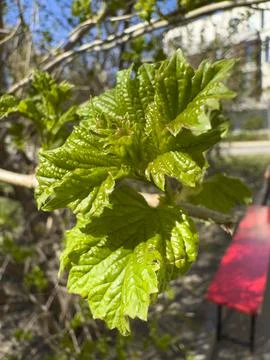 Young Green Leaves Budding on Tree Branch in Spring Sun Stock Photos