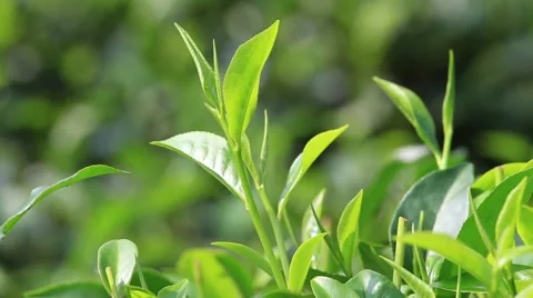 Young green leaves &amp; leaf bud of the tea tree on plantation in Sri Lanka Stock Footage 48588451