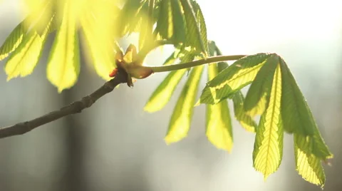 Young green leaves of maple 스톡 동영상 49497475