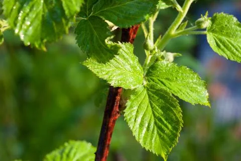 Young green leaves of raspberry Stock Photos