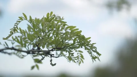 Young green leaves of trees in the wind. Bright green leaves on the branches Stock Footage 154596625