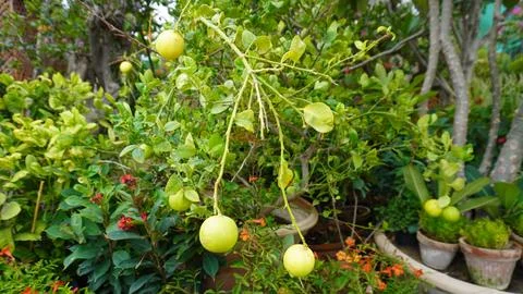 Young Green Lemons Growing on Tree for Fresh Healthy Food Concept 写真素材