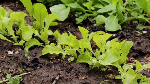 Young green lettuce plants sprouting in moist garden soil. Organic vegetable Stock Footage 309308882