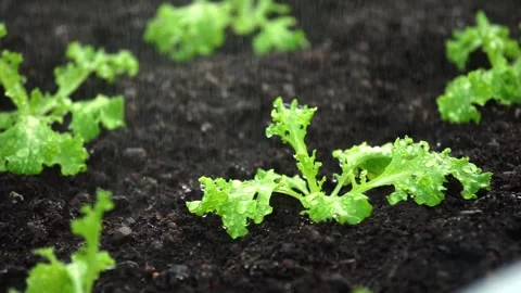 Young green lettuce sprouts growing in a row inside a backyard garden. 動画素材 336982689