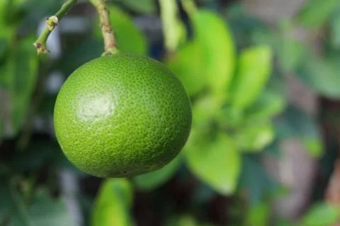 Young green lime fruit. Stock Photos