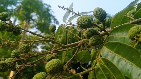 Young Green Longan Fruit Growing on Tree Branch Stock Footage 340376390