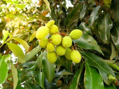 Young green Lychee Stock Photos