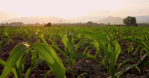 Young green maize corn in cornfield in the evening and light shines sunset Stock Footage 260324631