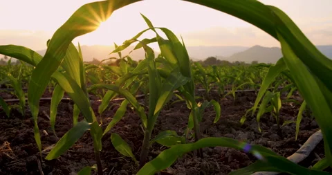 Young green maize corn in cornfield in the evening and light shines sunset Stock Footage 260784830