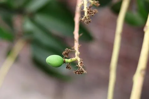 Young green mango fruit growing on a tree branch Stock Photos