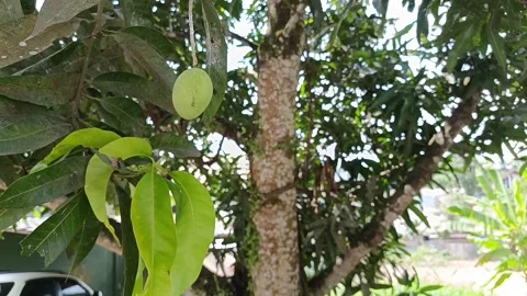 Young Green Mango Fruit Hanging on Tree Branch in Tropical Garden Stock Footage 340464385