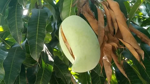 Young green mango hanging on a tree branch with a slight split revealing Stock Footage 340118419