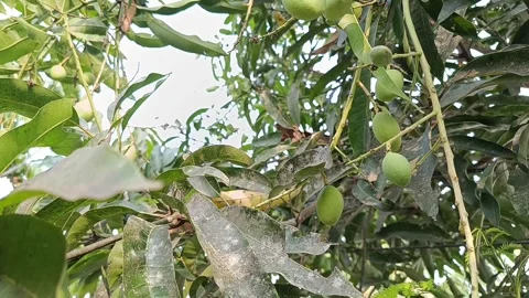 Young Green Mangoes Growing on Mango Tree Stock Footage 346660626