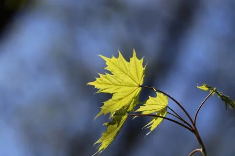 Young green maple leaf Stock Illustration