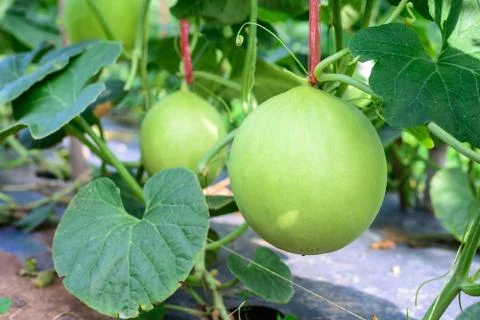 Young green melon hanging on tree in field. Stock Photos