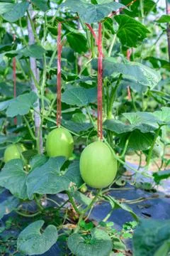 Young green melon hanging on tree in field. Stock Photos