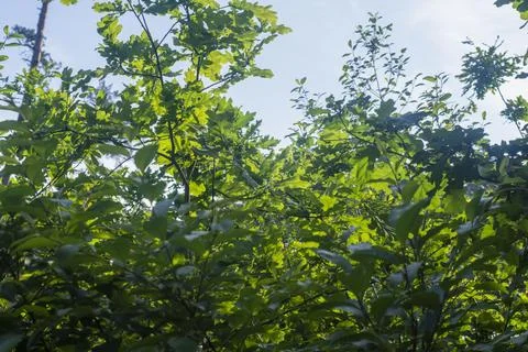 Young green oak leaves in the soft sunshine in the middle of the forest on .. Stock Photos
