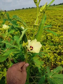 Young green okra on tree in vegetable garden, Okra plant growing in garden,.. Stock Photos