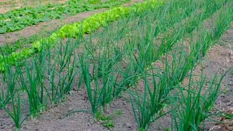 Young green onion growing in vegetable garden with fresh lettuce and spinach Stock Footage 345337766