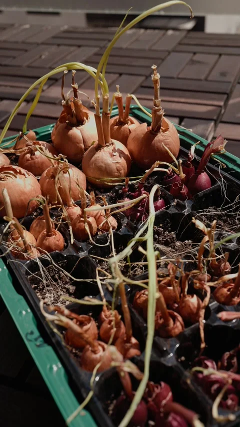 Young green onion seedlings developing in small germination tray, showcasing Stock Footage 313352892