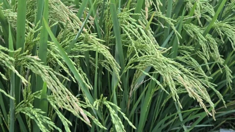 Young Green Paddy Rice Grains Swaying In Wind In Agricultural Field Close Up Stock Footage 343096100