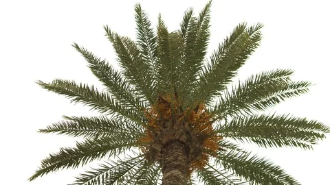 A young green palm tree sways from the wind. View from below. 스톡 동영상 120032095