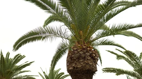 A young green palm tree sways from the wind. View from below Video stock 120032304