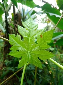 Young green papaya leaf with distinctive palmate shape for tropical plant b.. Stock Photos